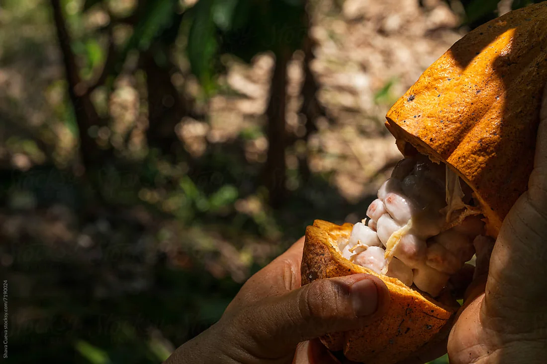 Opening a cacao pod by hand